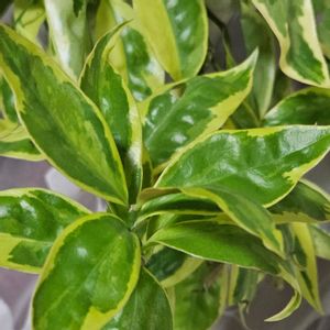 モクキリン,杢キリン,モクキリン　トゲ,斑入りモクキリン,室内の画像