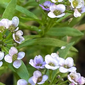 多肉植物,地植え,ガーデニング,庭の画像