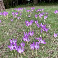 イヌサフラン,サフラン,サフランモドキ,サフランもどき,昭和記念公園の画像