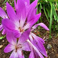 イヌサフラン,サフラン,コルチカム(イヌサフラン),雨粒,今日のお花の画像