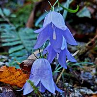 イワシャジン,神奈川県,丹沢湖,お出かけ先の画像