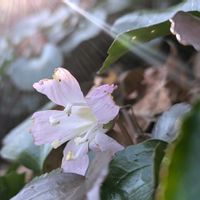 イワウチワ,山野草,ちっちゃいものクラブ,野の花山の花の画像