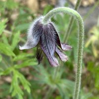 オキナグサ,ネコグサ,キンポウゲ科,咲くやこの花館,翁草(オキナグサ)の画像