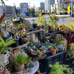 多肉植物,ウラボシ科,ビカクシダ属,食中植物,塊根の画像