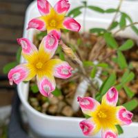 オキザリス,秋咲きオキザリス,Oxalis Peacock,Oxalis Peacock,Oxalis Peacockの画像