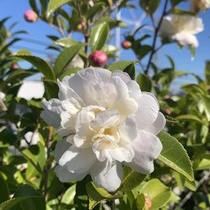 サザンカ,サザンカ,開花,毎年恒例,花のある暮らしの画像