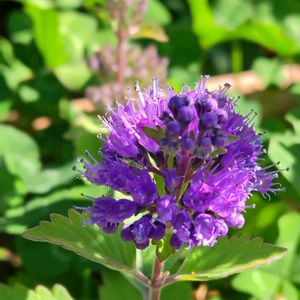 地植え,我が家の庭,花のある暮らし,かわいい花,秋の庭の画像