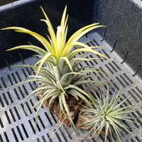 イオナンタ,チランジア　イオナンタ,100均エアプランツ,チランジア属,エアープランツ/チランジアの画像