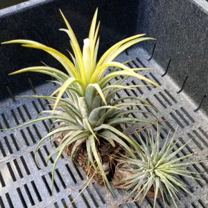 イオナンタ,チランジア　イオナンタ,100均エアプランツ,チランジア属,エアープランツ/チランジアの画像