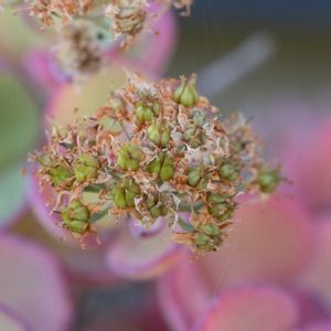 ミセバヤ,多肉植物,多肉植物の紅葉,植中毒,ミラーレス一眼の画像