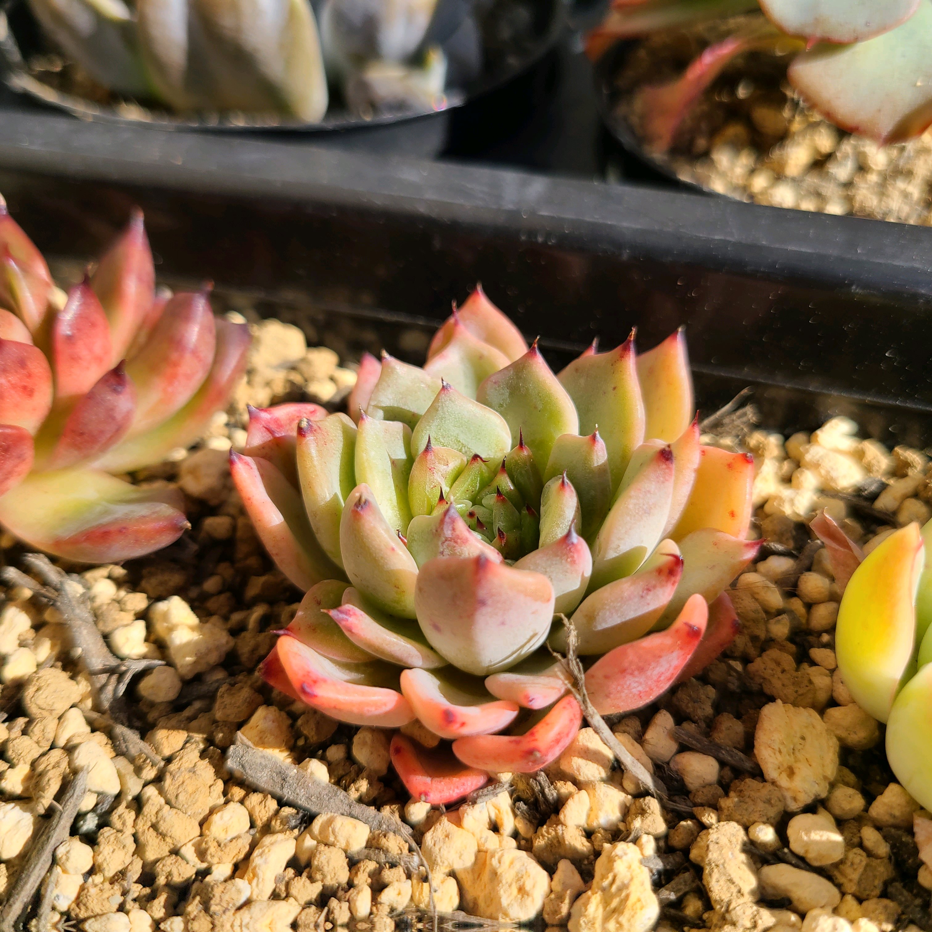 ギルバの薔薇 の成長記録🌹💕｜🍀GreenSnap（グリーンスナップ）