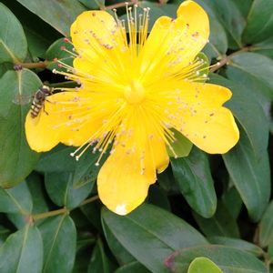 ヒペリカム,ヒペリカム ゴールドフォーム,花壇,黄色,花のあるくらしの画像