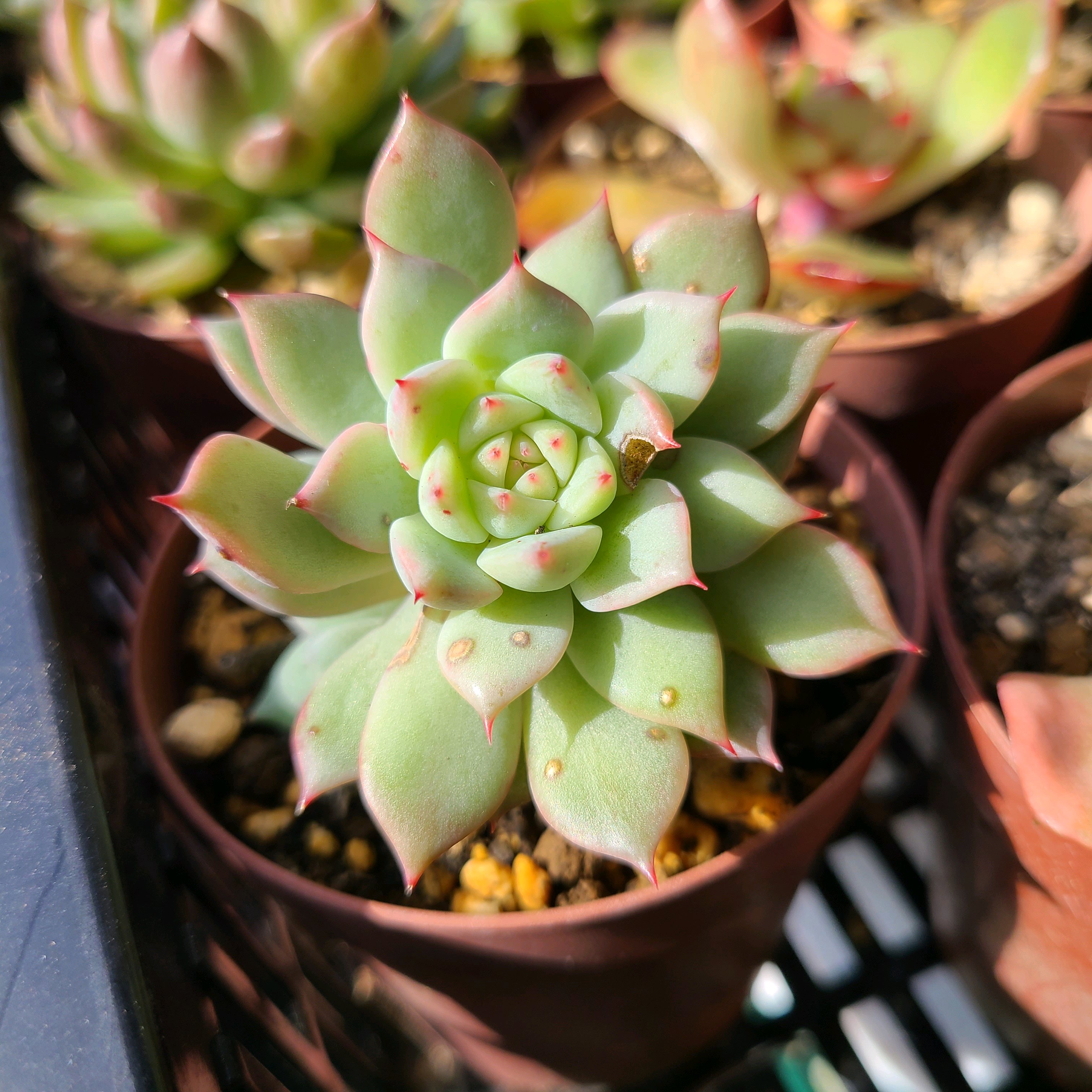 クトラの成長記録🤍✨｜🍀GreenSnap（グリーンスナップ）