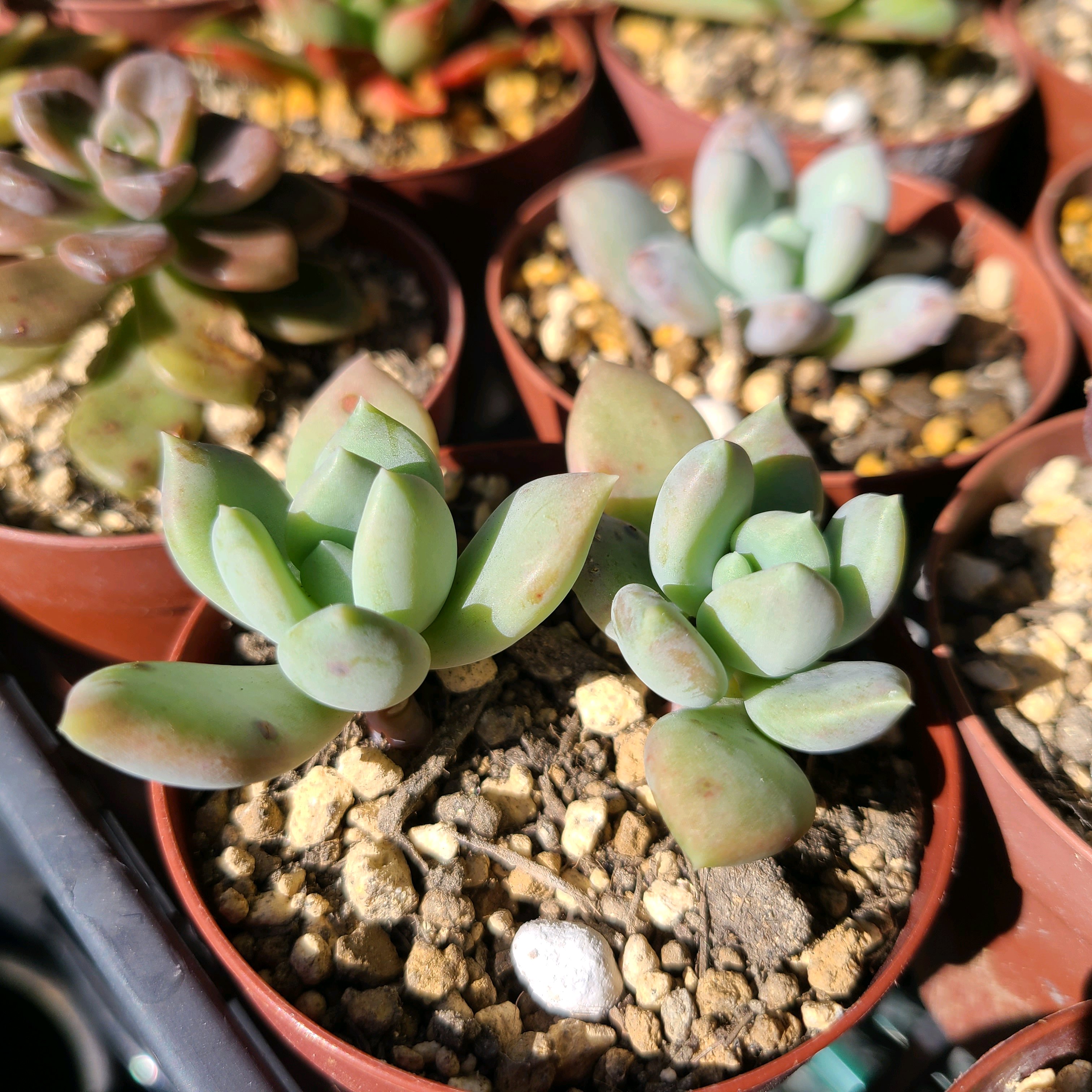 多肉植物　モンロー錦　抜き苗　訳あり 多肉植物 モンロー錦 抜き苗 訳あり