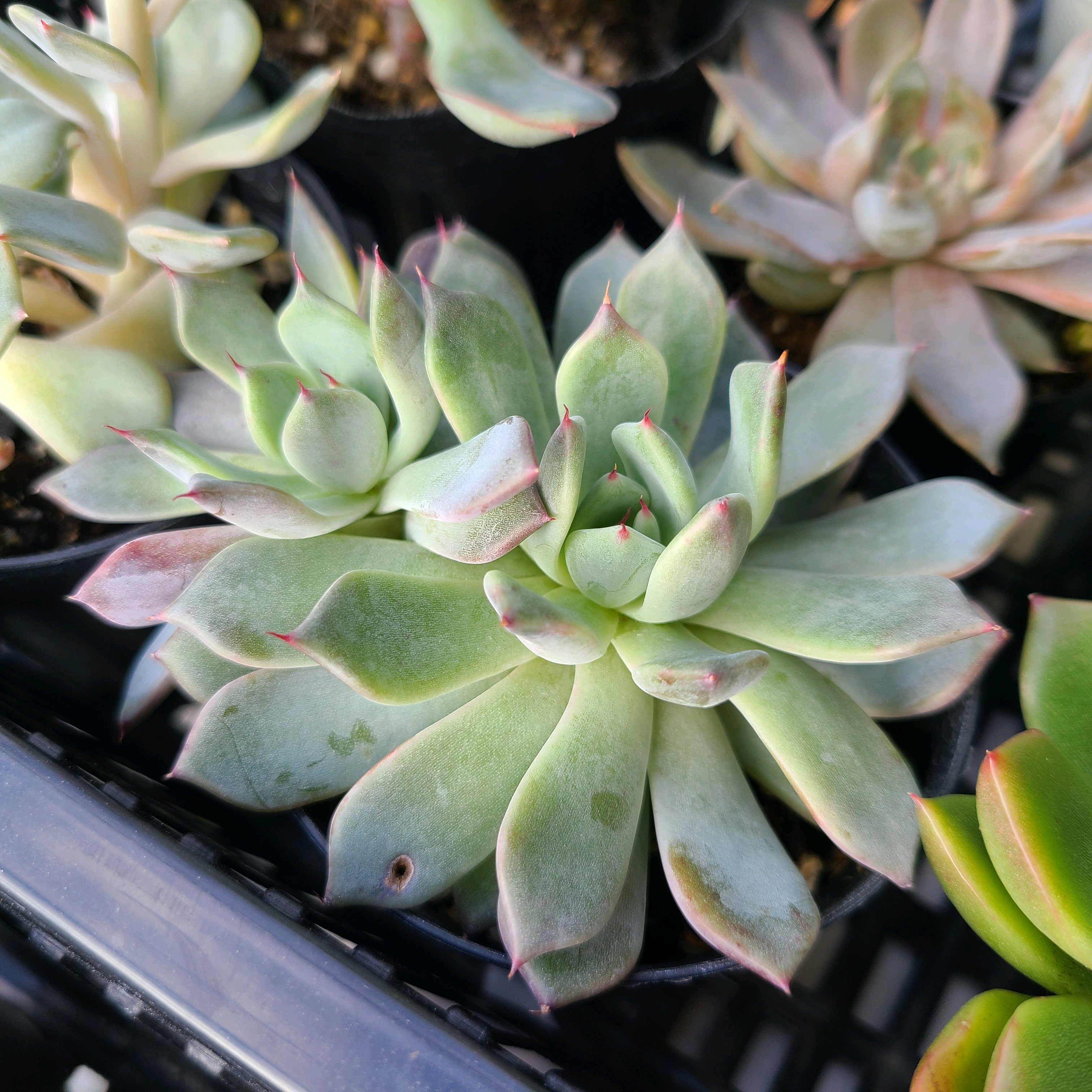 アンナの成長記録💕✨｜🍀GreenSnap（グリーンスナップ）