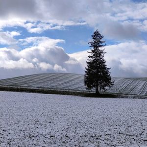 クリスマスツリーの木,トウヒ,美瑛,冬の風景,畑の画像