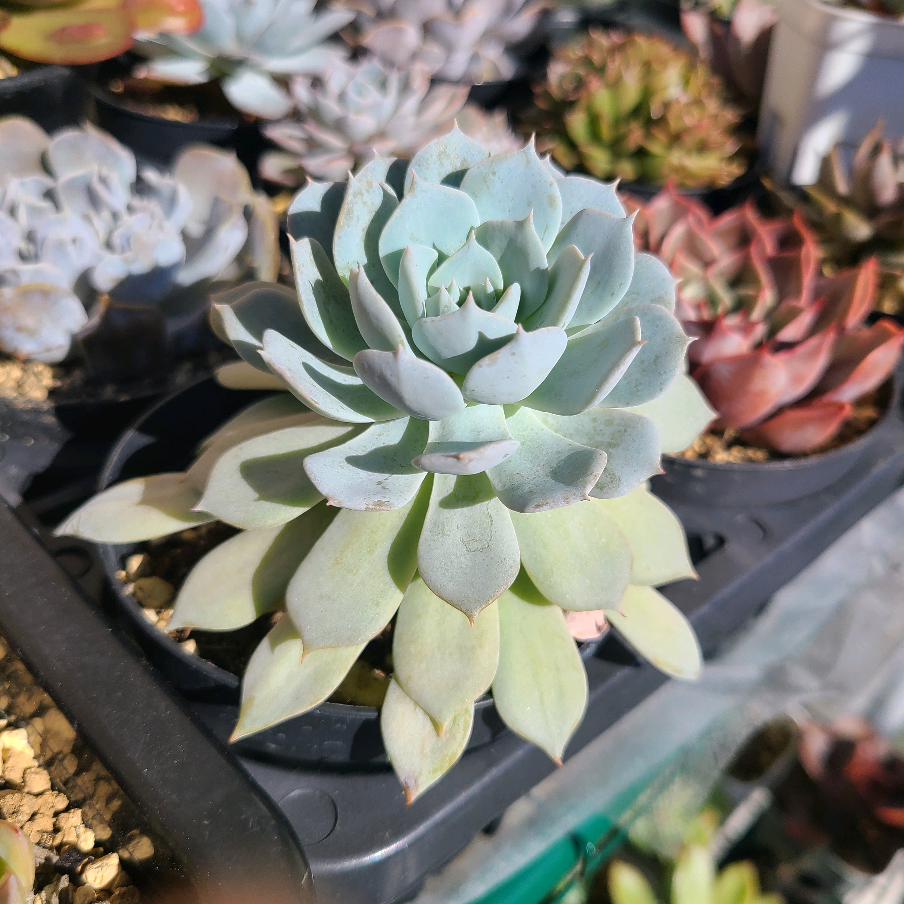 ブルーバードの成長記録🤍🤍｜🍀GreenSnap（グリーンスナップ）