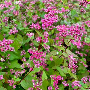 ソバ,イヌタデ,アカソバ,赤そばの花,蕎麦(そば)の花の画像