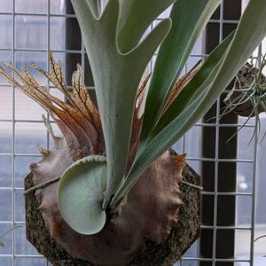 ベルゲリ,シダ植物,着生植物,珍奇植物,植物のある暮らしの画像