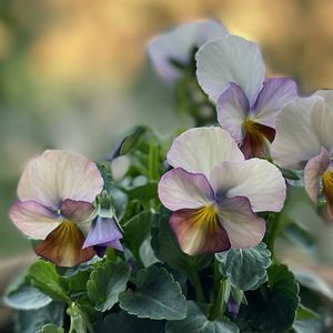 ビオラ,ガーデニング,花のある暮らし,花とみどり,玄関アプローチの画像