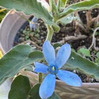 ブルースター,鉢植え,花のある暮らし,きれいな色,水色の花の画像