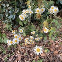 ノジギク,お花,山野草の画像