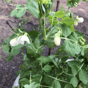 開花,アサヒ農園,野菜遺産,野菜遺産プロジェクト,美笹豌豆の画像