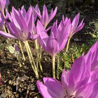 イヌサフラン,コルチカム(イヌサフラン),ピンクの花,有毒植物,東高根森林公園の画像