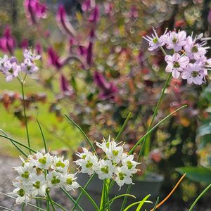 イトラッキョウ,鉢植え,可愛い〜♡,多年草,花のある暮らしの画像