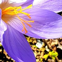 イヌサフラン,コルチカム,コルチカム(イヌサフラン),イヌサフラン科,＊今日のお花＊の画像