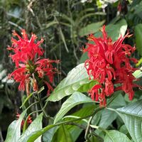 タビビトノキ,タコノキ,エクメア・ガモセパラ,バナナの木,紅花サンゴの画像