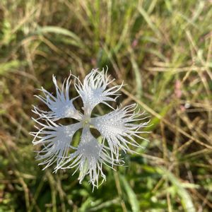 カワラナデシコ,開花の画像