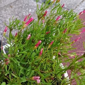 鉢植え,花のある暮らし,緑のある暮らし,可愛いお花,温泉県大分♨️の画像