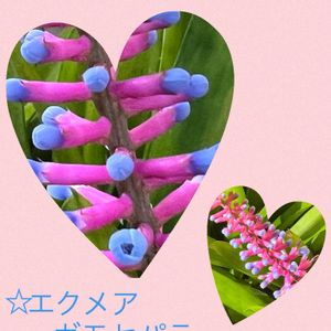 鉢植え,挿し木,GSのみなさんに感謝♡,お庭の花たち,❤️いいね、ありがとうの画像