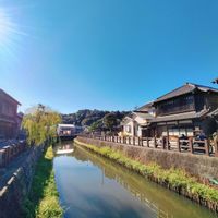 菊芋,千葉県佐原,ナガバコウホネの画像