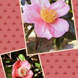 ツバキ,江戸菊,赤い花,鉢植え,ピンクの花の画像