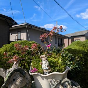 ヤマツツジ,ミニ薔薇♡,長寿,挿し木から成長,満開❣️の画像