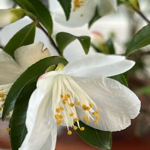 ヒメサザンカ,沖縄に咲く花,お出かけ先の画像