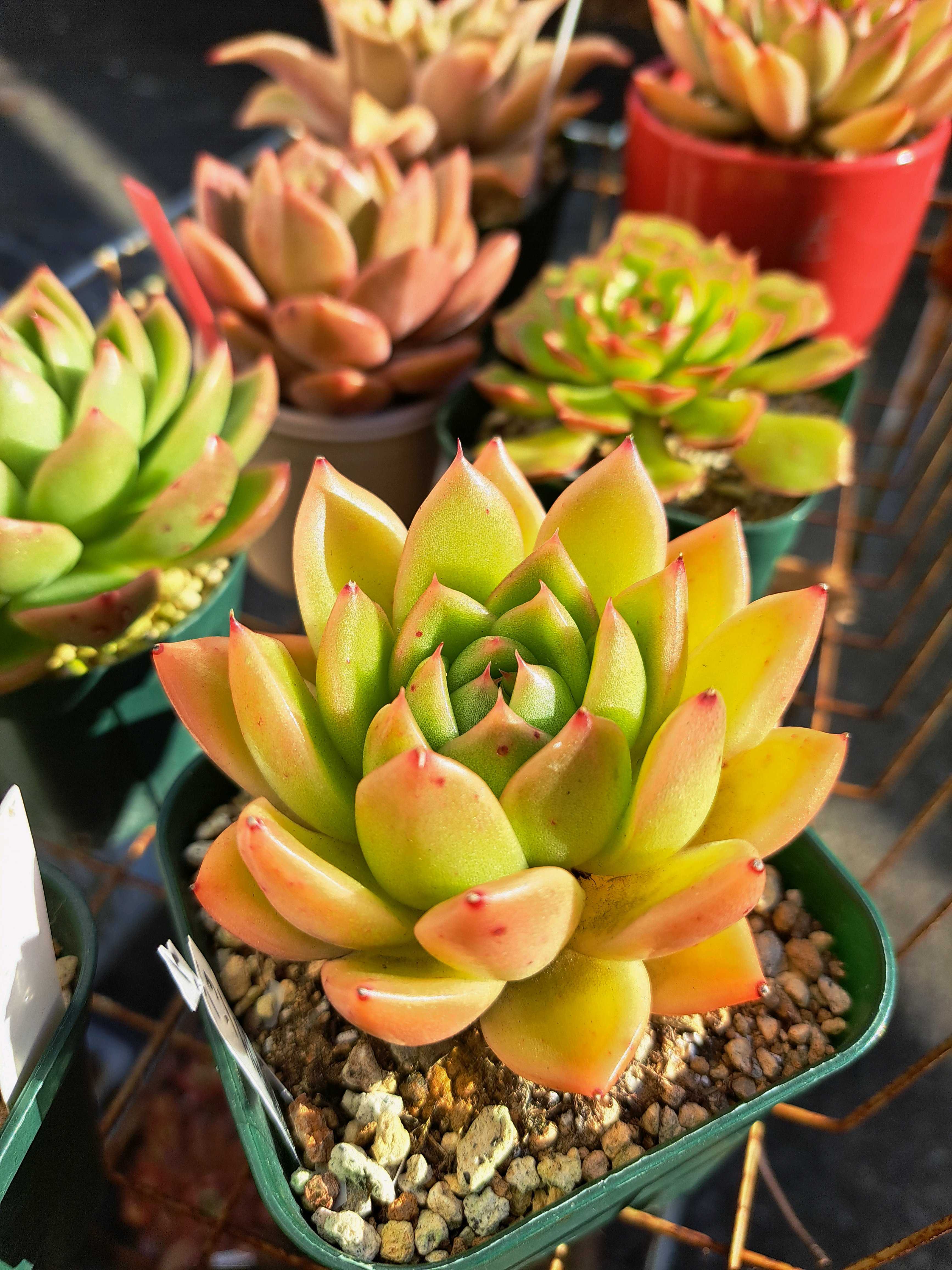 ヴァッションエボニーの一覧｜🍀GreenSnap（グリーンスナップ）