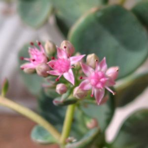 多肉植物,開花,ピンクの花,うれしい！,花のある暮らし♡の画像