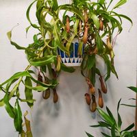 ネペンテス,ウツボカズラ,ネペンテス・ベントリコーサ,観葉植物,食虫植物の画像