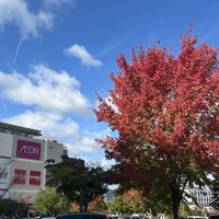 キンカン,ラズベリー,レモン,宮重大根,紅くるり大根の画像