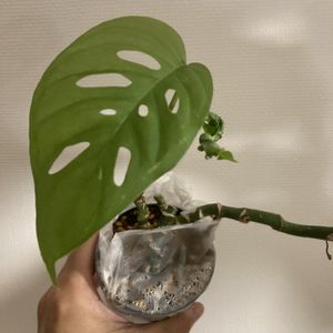 マドカズラ,マドカズラ,モンステラ マドカズラ,熱帯植物,植物のある暮らしの画像