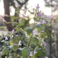 カラミンサ,繋がりに感謝,ちっちゃいものクラブ,My Garden♪,mi☆wa畑♪の画像