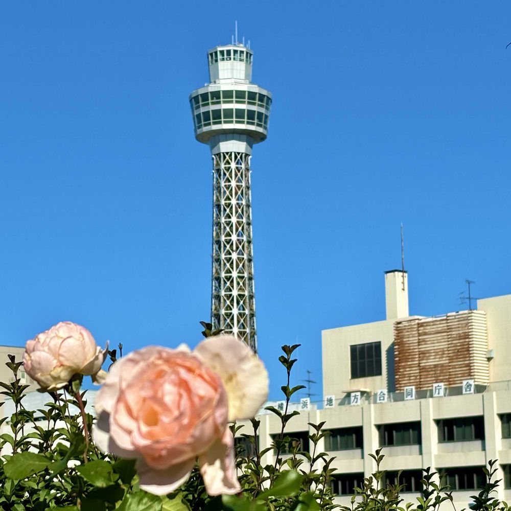 レモン茶さんのアメリカ山公園への投稿