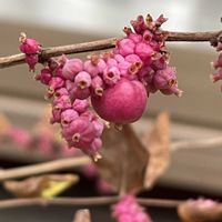 シンフォリカルポス,ピンクの実,庭の画像