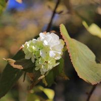 オオデマリ,散歩道,紅葉狩り,返り花,帰り花の画像