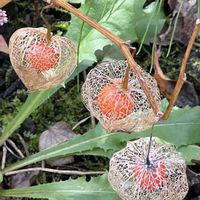 ホオズキ,透かしホオズキ,赤い実,向島百花園,花後の画像