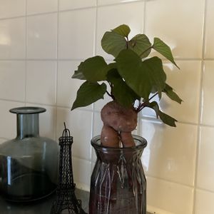 サツマイモ,水栽培,キッチンの画像