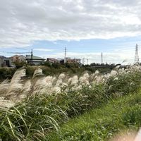 ススキ,神奈川県,平塚市,初冬の風景♪の画像